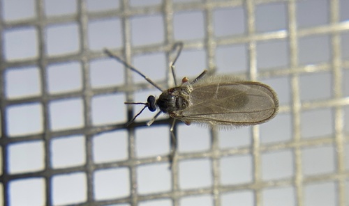 iNaturalist observation photo of Gall and Forest Midges