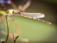 Austrolestes annulosus