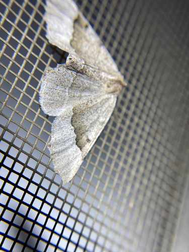 iNaturalist observation photo of Pero Moths