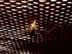 Nephrotoma australasiae