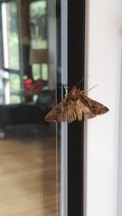 Ctenoplusia limbirena