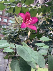 Bauhinia × blakeana