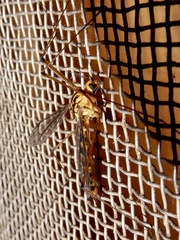 Nephrotoma australasiae
