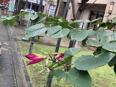 Bauhinia × blakeana