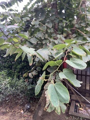 Bauhinia × blakeana