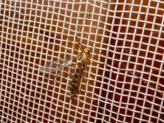 Nephrotoma australasiae