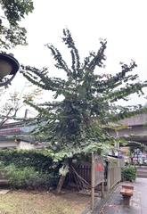 Bauhinia × blakeana