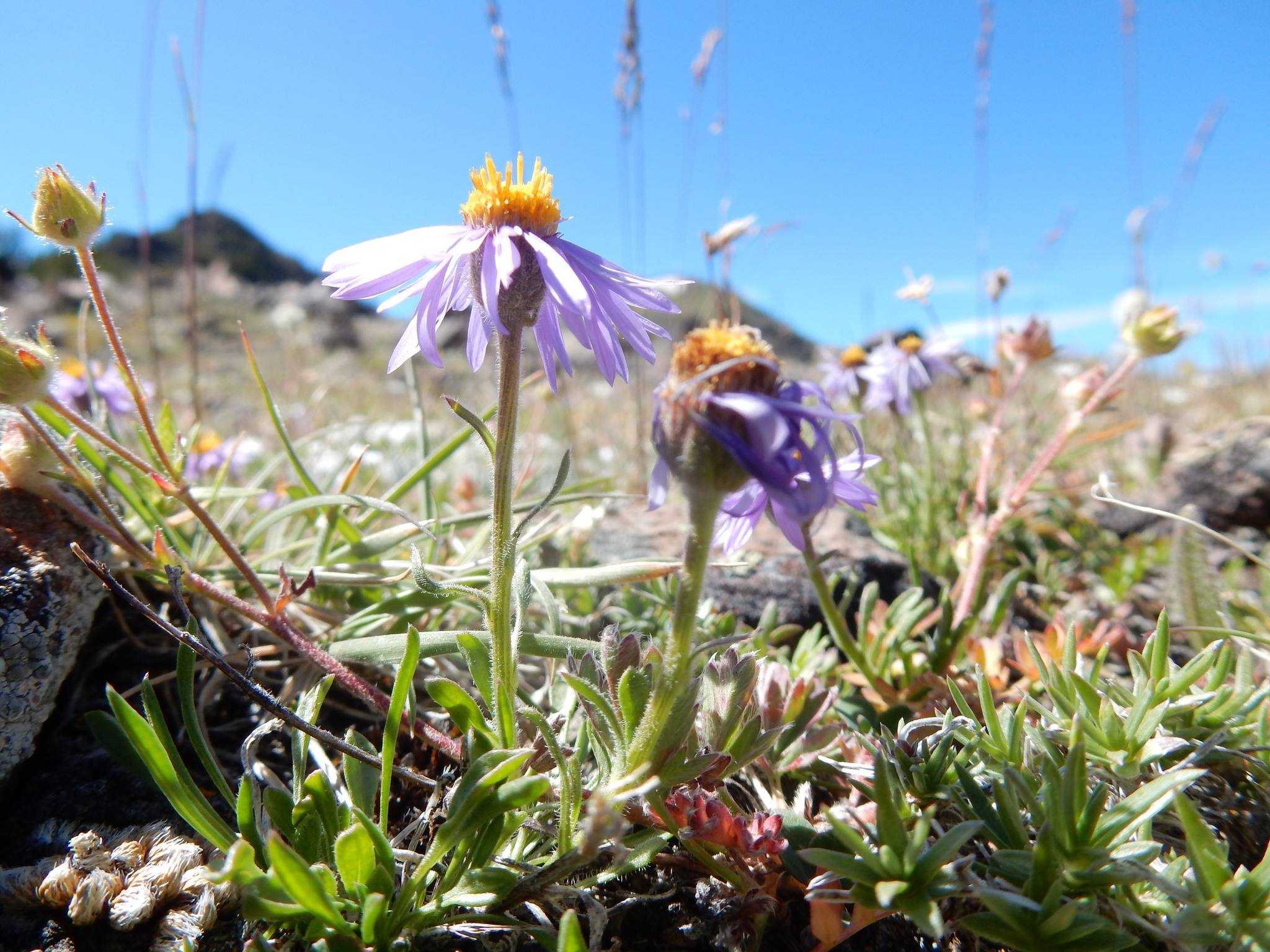 Erigeron rydbergii
