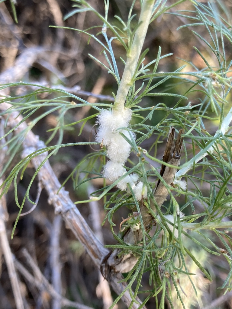 Sagebrush Woolly Stem Gall Midge