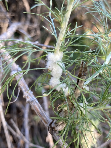 Rhopalomyia floccosa (Felt, 1916)