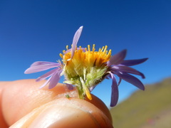 Erigeron ochroleucus