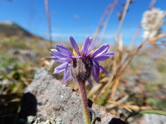 Erigeron ochroleucus