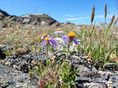 Erigeron ochroleucus