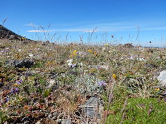 Erigeron ochroleucus
