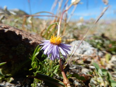 Erigeron ochroleucus