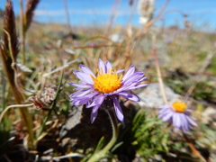 Erigeron ochroleucus