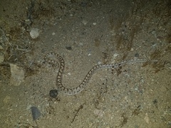 Arizona elegans candida