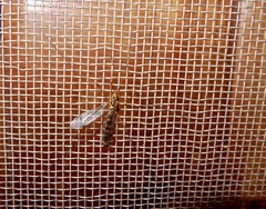Nephrotoma australasiae