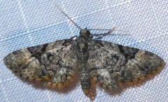 Eupithecia edna