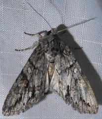 Andropolia diversilineata