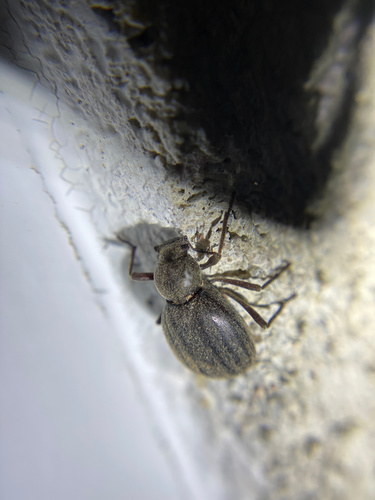iNaturalist observation photo of Craniotus pubescens