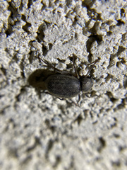 Craniotus pubescens