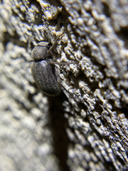Craniotus pubescens