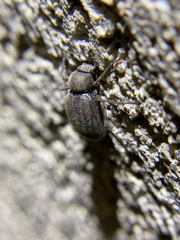 Craniotus pubescens