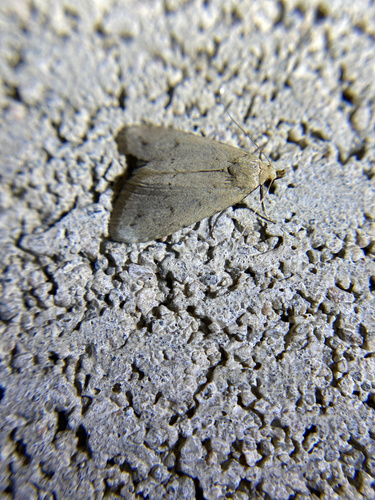 iNaturalist observation photo of Caradrinini