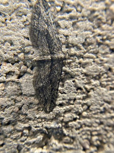 iNaturalist observation photo of Geometer Moths