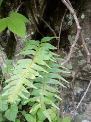 Polypodium colpodes