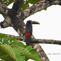 Pteroglossus torquatus sanguineus