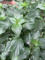 Dicliptera chinensis