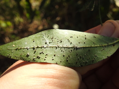 Euthoracaphis umbellulariae