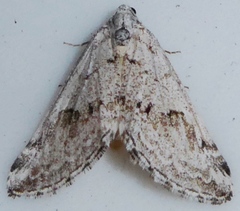 Lithostege angelicata