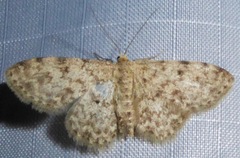 Scopula plantagenaria