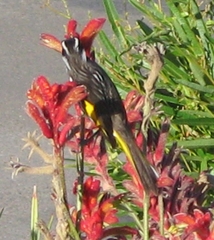 Phylidonyris