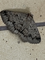 Lepidoptera