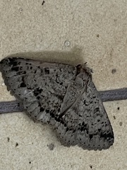 Lepidoptera