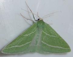 Synchlora bistriaria