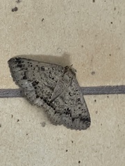 Lepidoptera