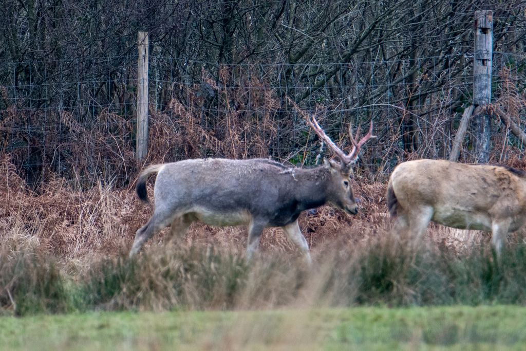 Pere David's Deer