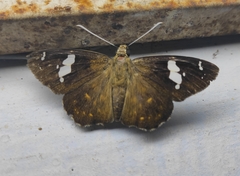 Celaenorrhinus fusca