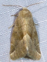 Plagiomimicus expallidus