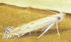 Isophrictis magnella