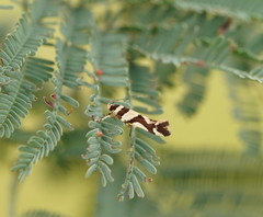 Macrobathra desmotoma