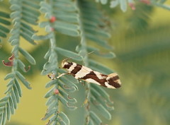 Macrobathra desmotoma