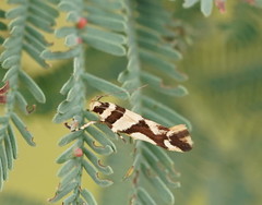 Macrobathra desmotoma