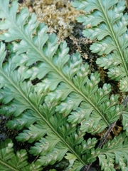 Asplenium eatonii