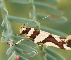 Macrobathra desmotoma